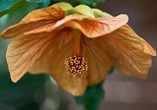 Abutilon pictum 